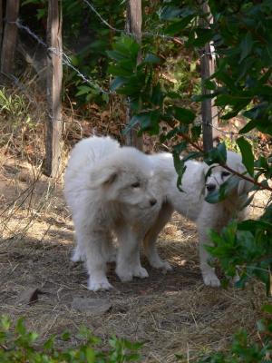 puppies